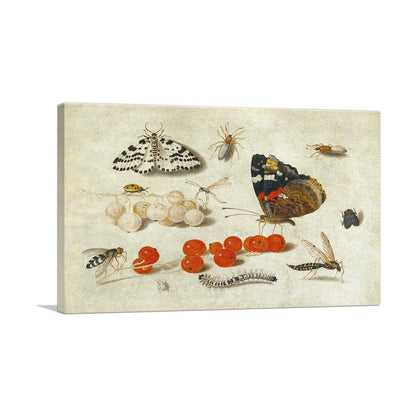 Butterfly Caterpillar Moth Insects and Currants