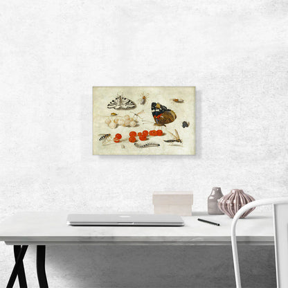 Butterfly Caterpillar Moth Insects and Currants